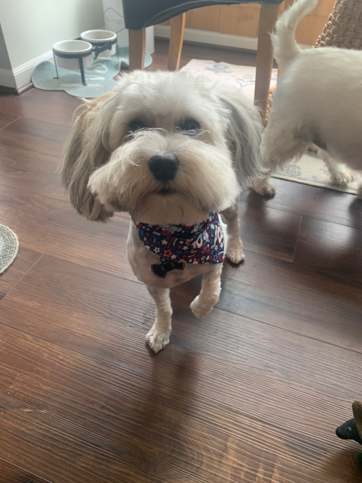 Havapoo Being Cute