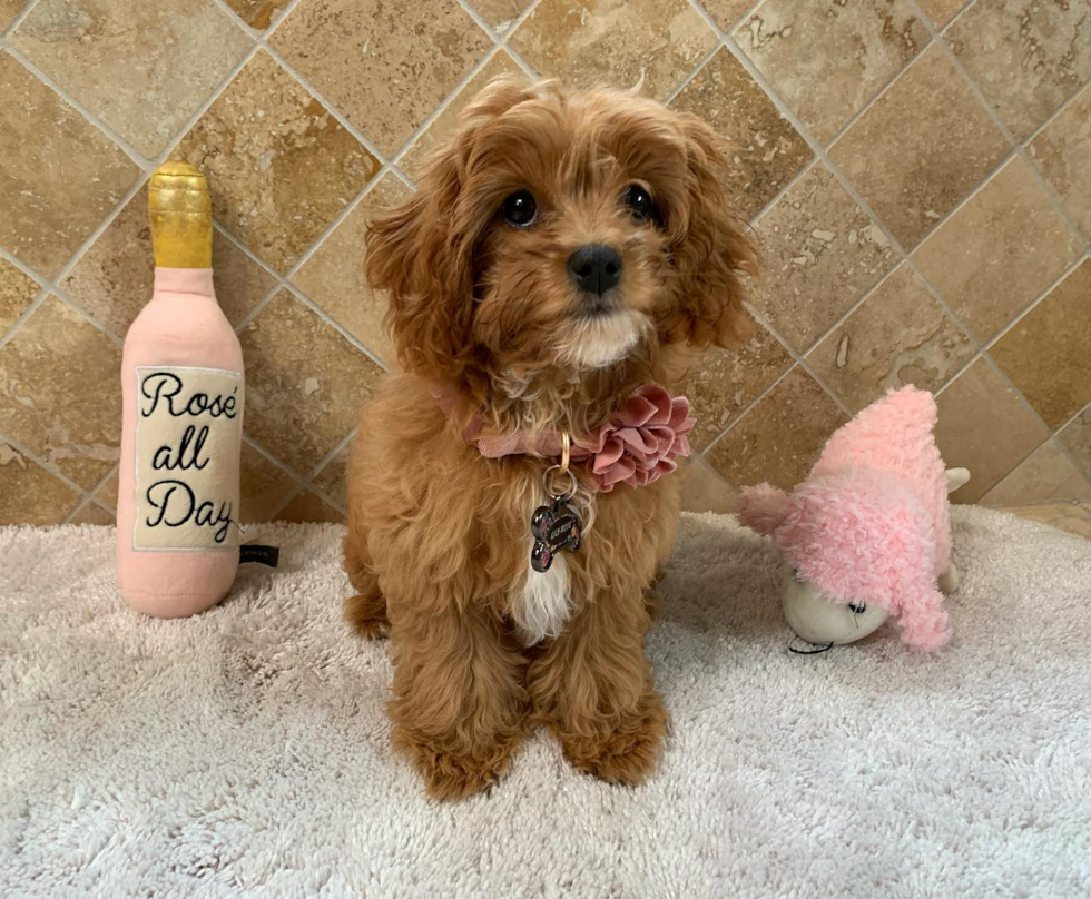 Small Cavapoo Pup