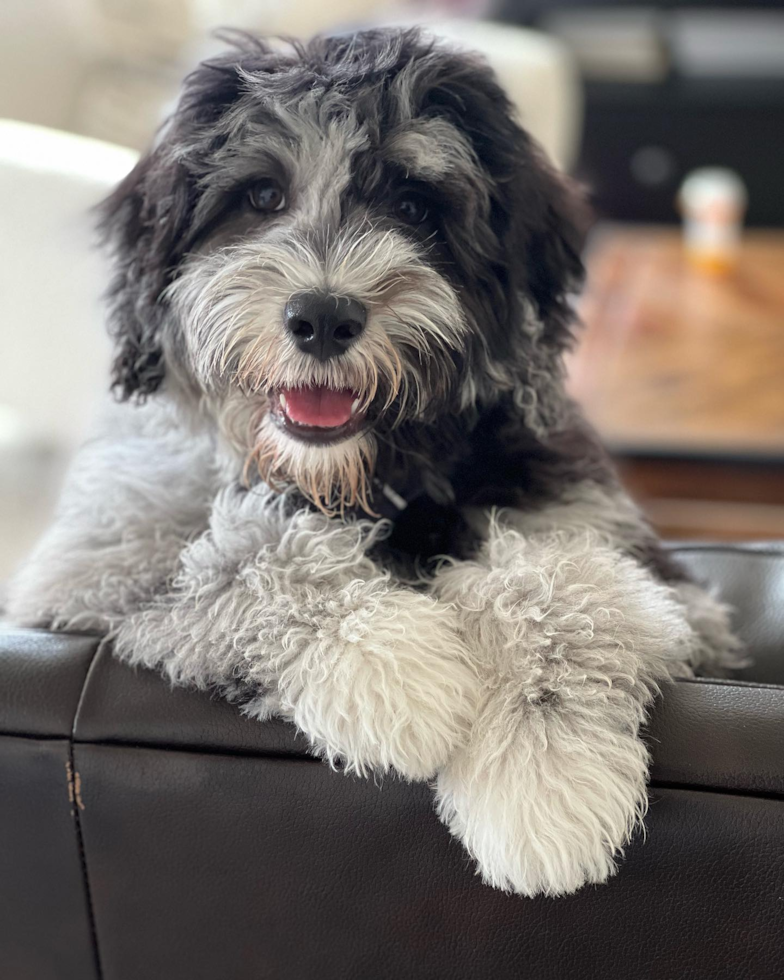 Friendly Mini Portidoodle Pup in San Francisco CA