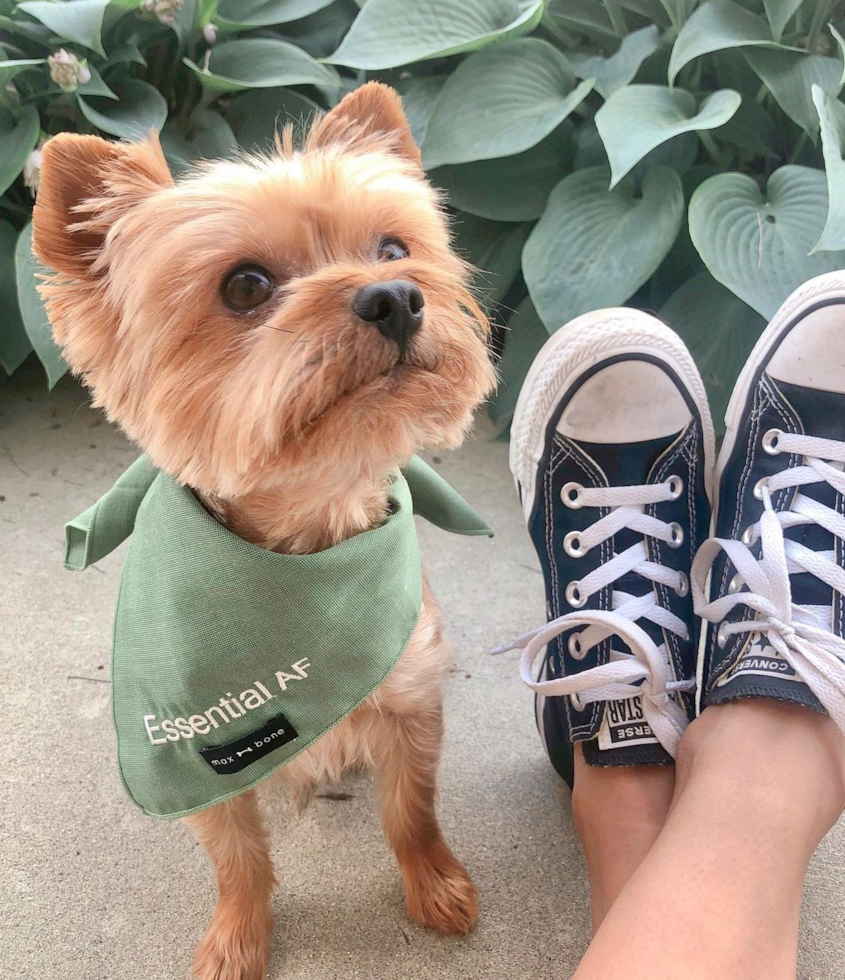 Cute Yorkshire Terrier Pup in Ann Arbor MI