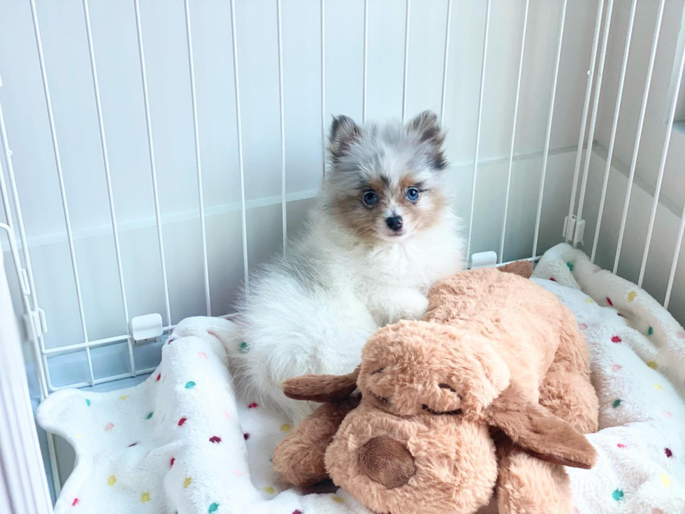 Cute Pomeranian Pup in San Francisco CA