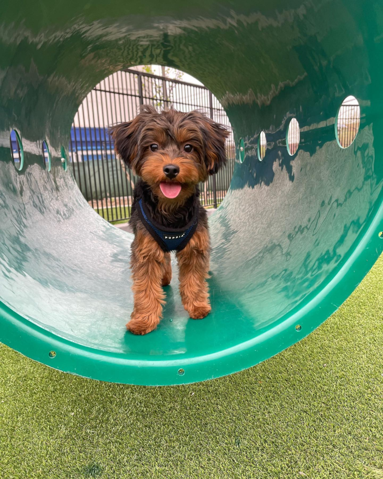 Sweet Yorkie Poo Pup