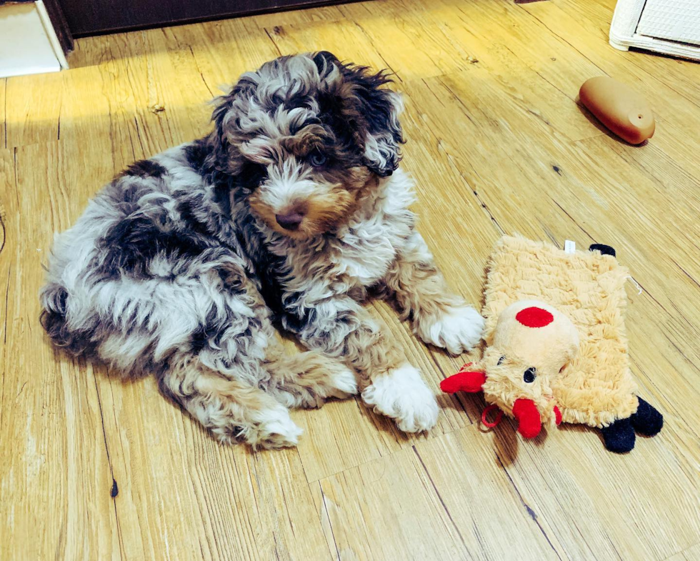 Sweet Mini Aussiedoodle Pup