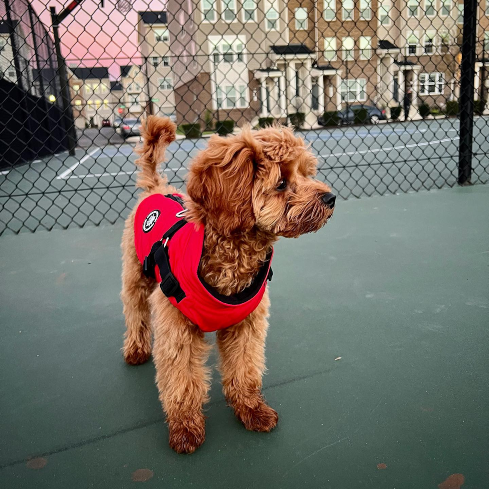 Cute Cavapoo Pup in Frederick MD