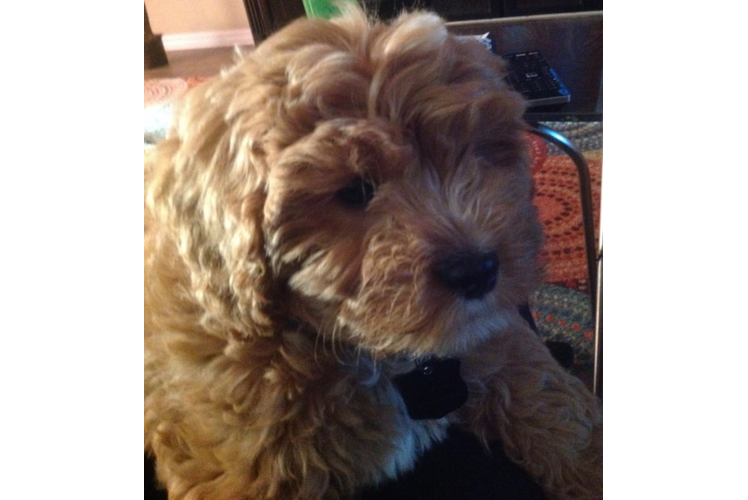 Playful Cavoodle Poodle Mix Puppy