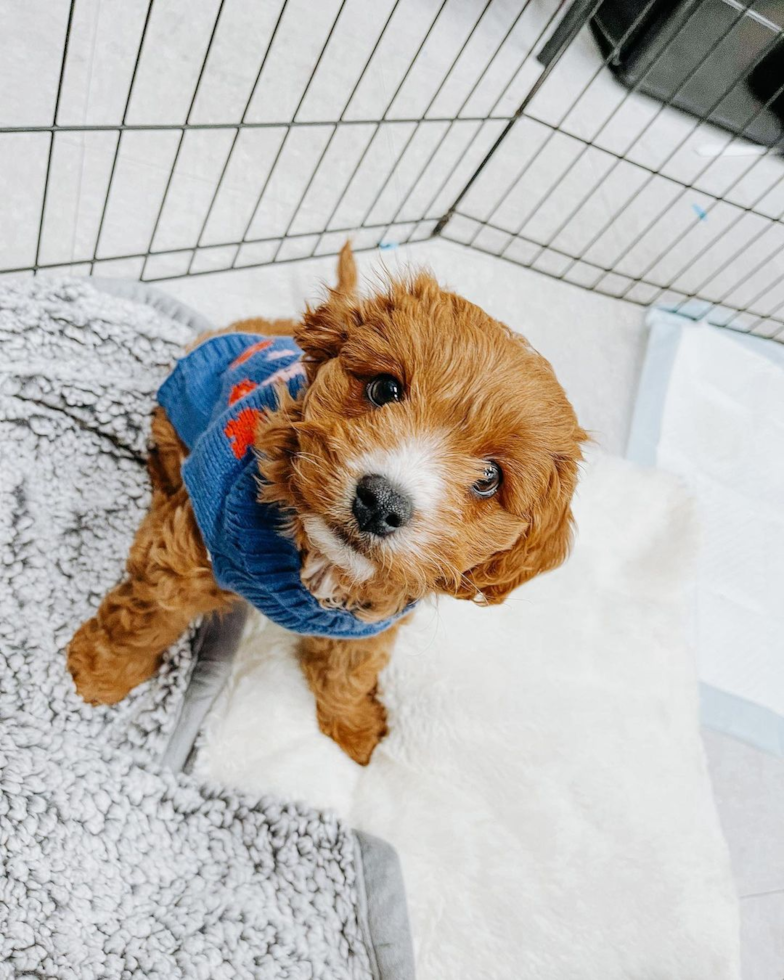 Cavapoo Being Cute