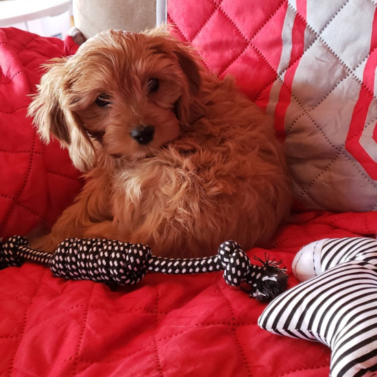 Funny Cockapoo Poodle Mix Pup