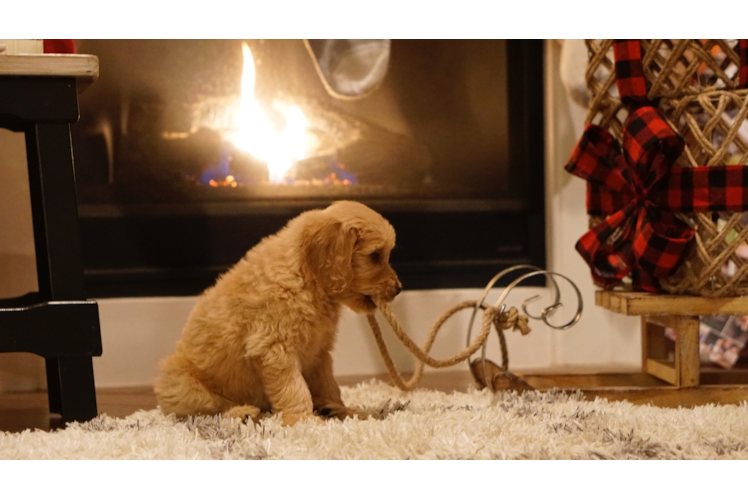 Little Golden Retriever Poodle Mix Puppy