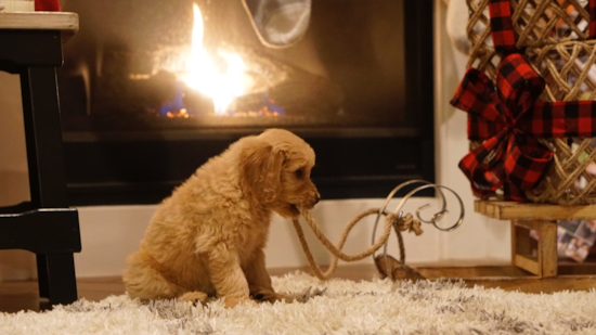 Funny Mini Goldendoodle Poodle Mix Pup