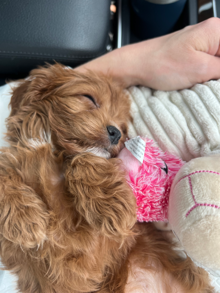 Popular Cavapoo Poodle Mix Pup