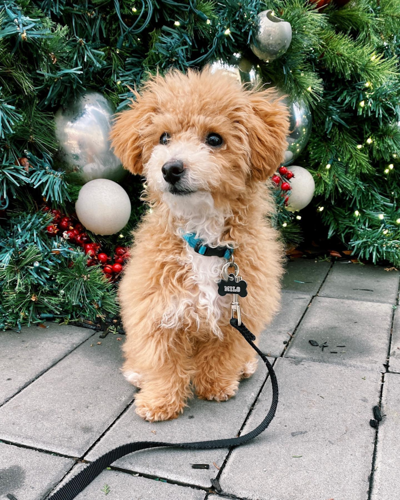 Pleasanton Poochon Pup