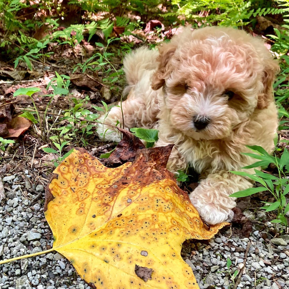 Energetic Maltepoo Poodle Mix Pup