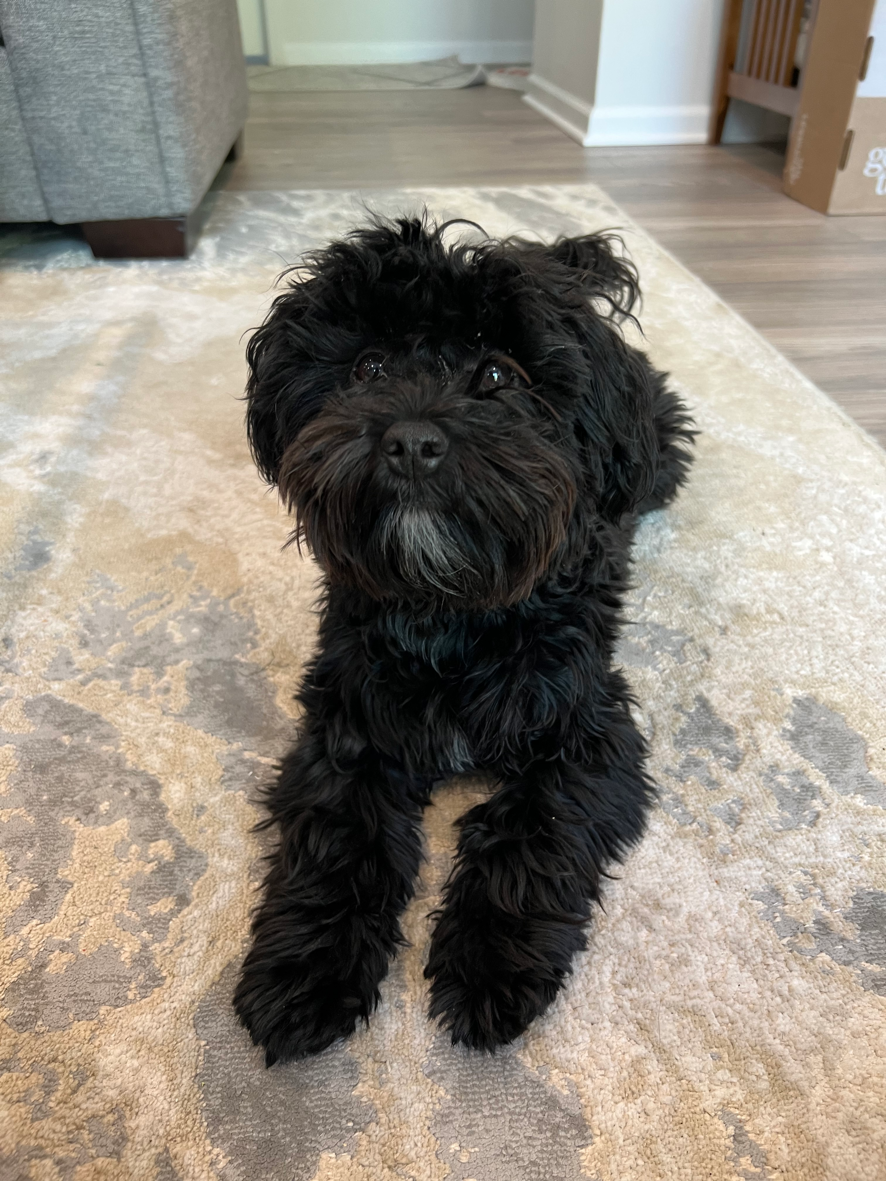 Havapoo Pup Being Cute