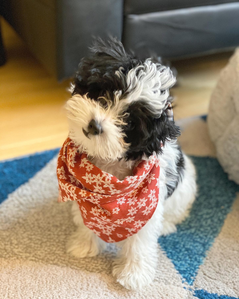 New York Havanese Pup