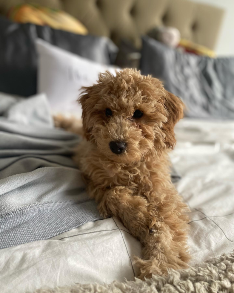 Happy Mini Goldendoodle Pup