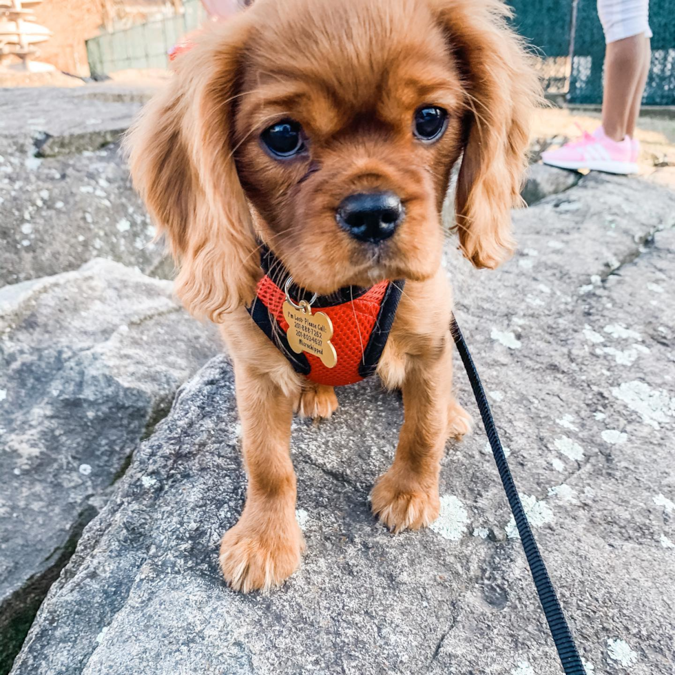 Energetic Cavalier King Charles Spaniel Purebred Pup