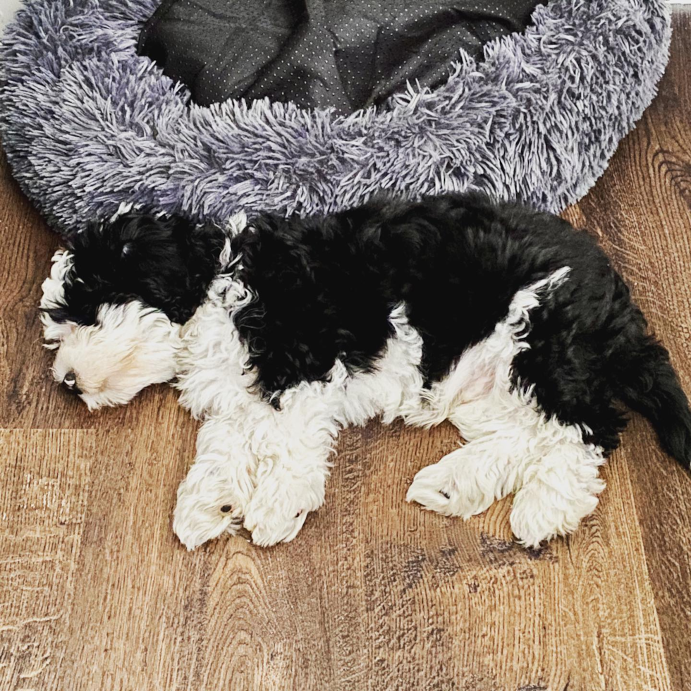 Friendly Mini Sheepadoodle Pup in Nashville TN