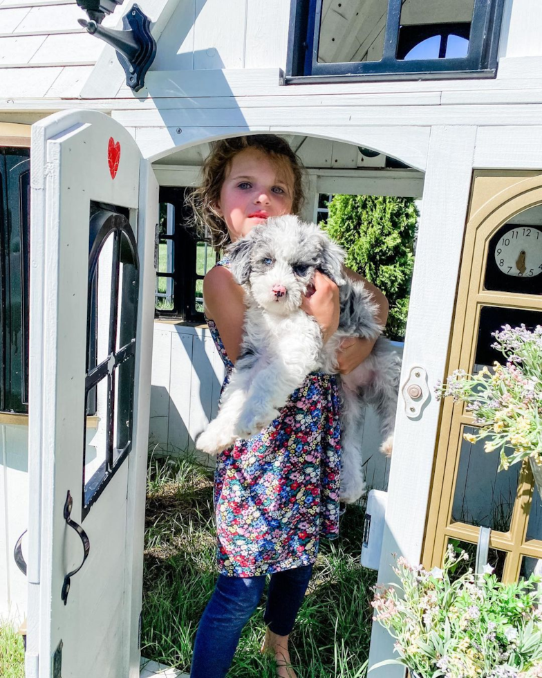 Small Mini Sheepadoodle Pup in Rehoboth DE