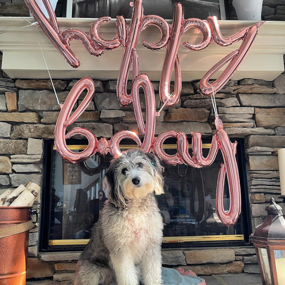 Mini Aussiedoodle Being Cute