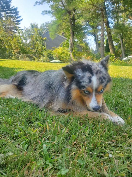 Pomsky Pup