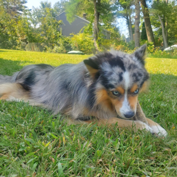 Pomsky Pup