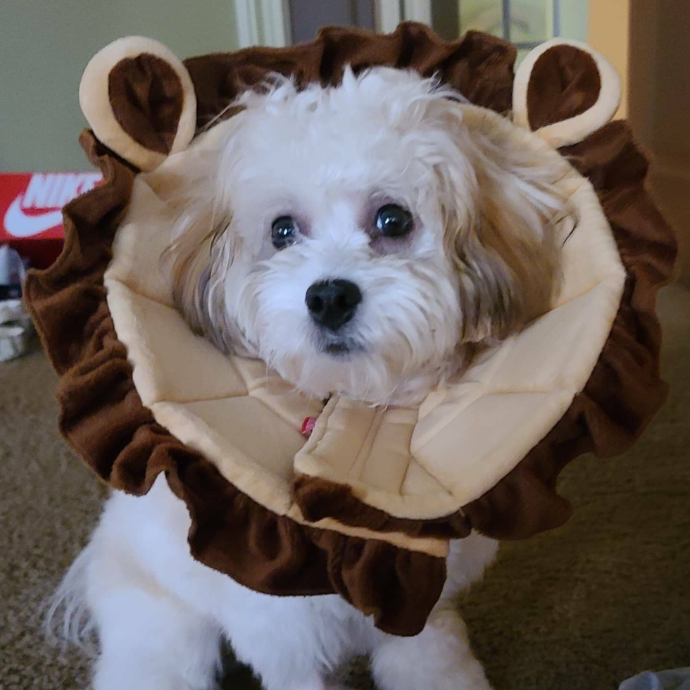 Cute Shih Poo Pup