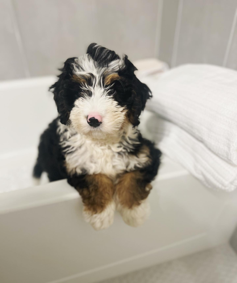 Playful Bernadoodle Poodle Mix Pup