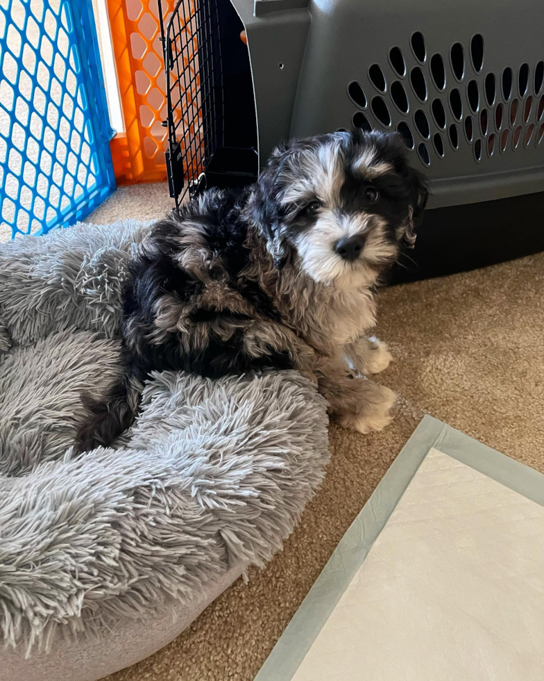 Little Portuguese Water Dog Poodle Mix Pup