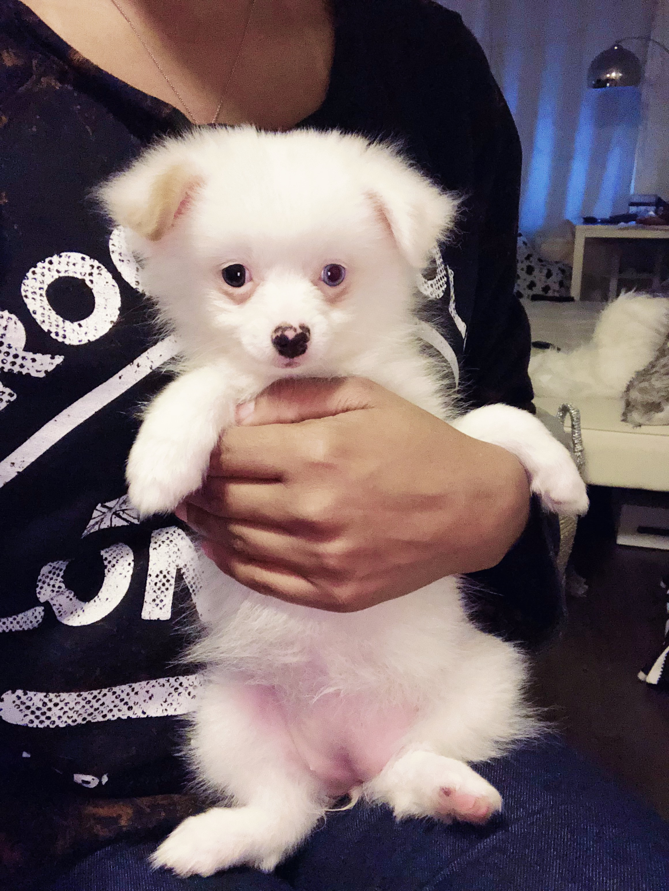 Hypoallergenic Pomeranian Purebred Pup