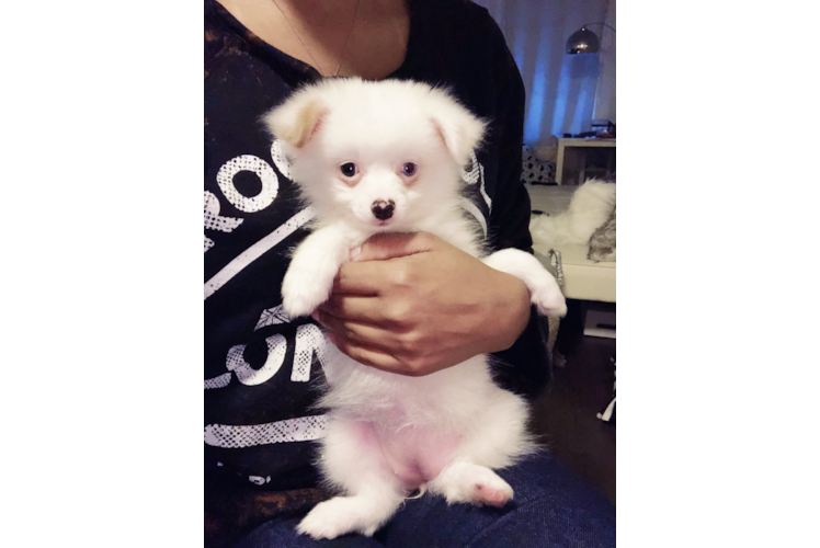 Hypoallergenic Pomeranian Purebred Pup