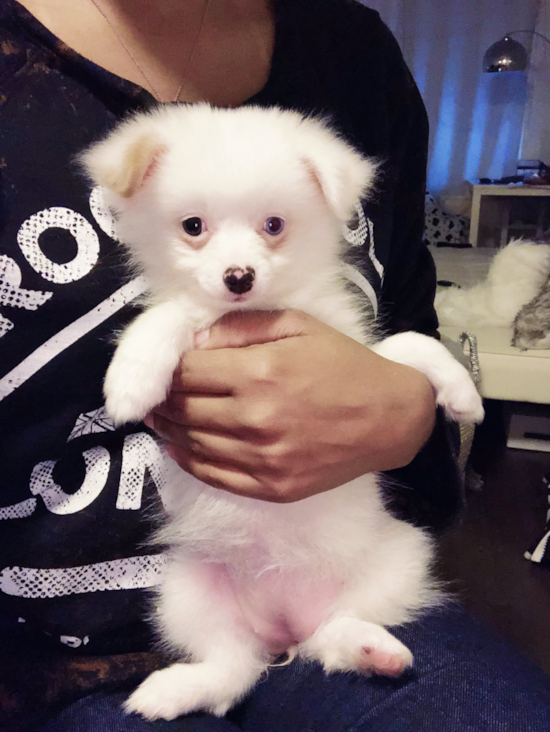 Spring Pomeranian Pup