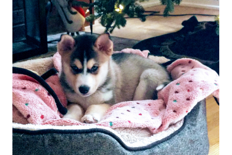 Best Pomsky Baby