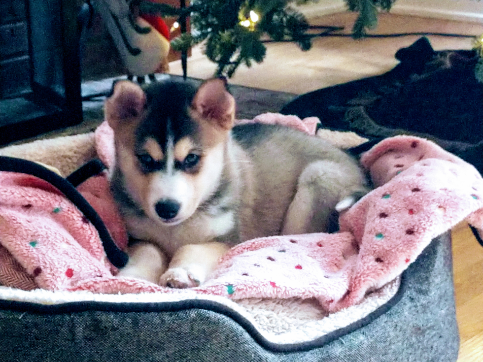 Small Pomsky Pup