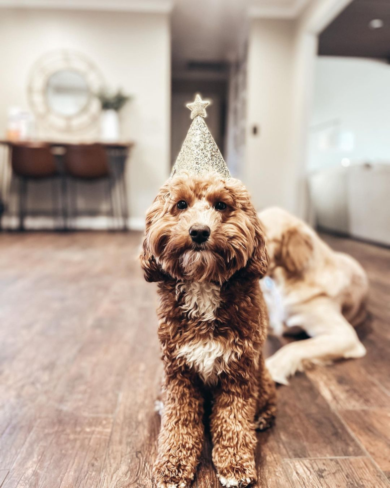 Cute Mini Goldendoodle Pup in Tulare CA