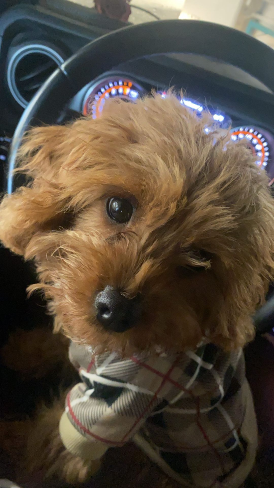 San Mateo Cavapoo Pup