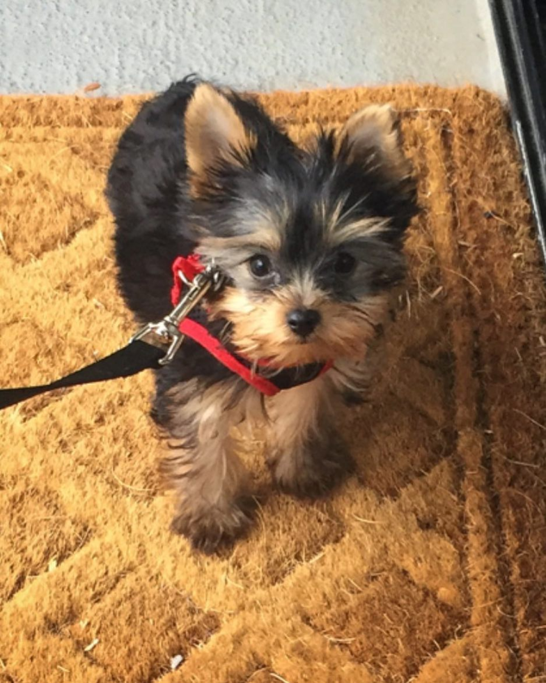 Yorkshire Terrier Being Cute