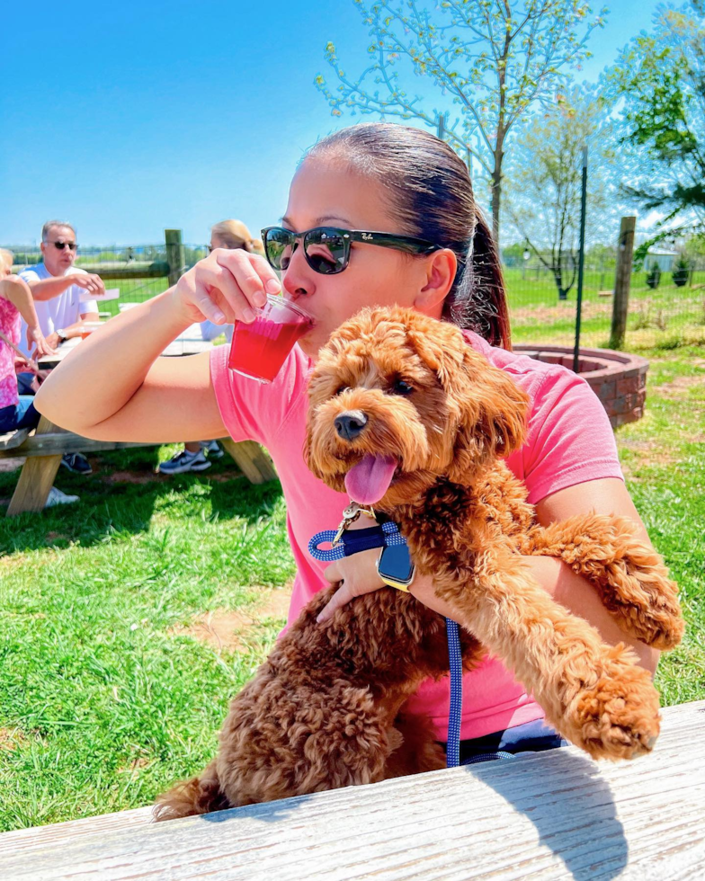 Friendly Cavapoo Pup