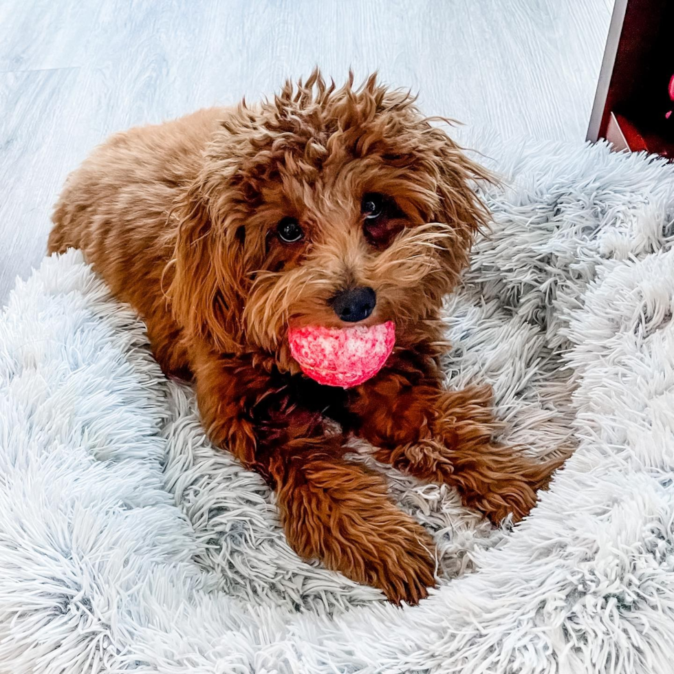 Cavapoo Being Cute