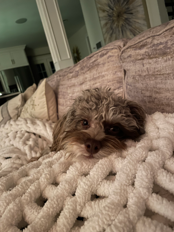 Happy Cockapoo Pup in