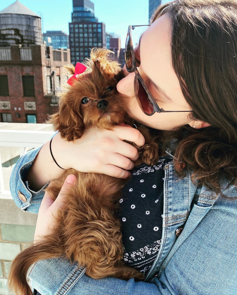 Funny Cavapoo Poodle Mix Pup