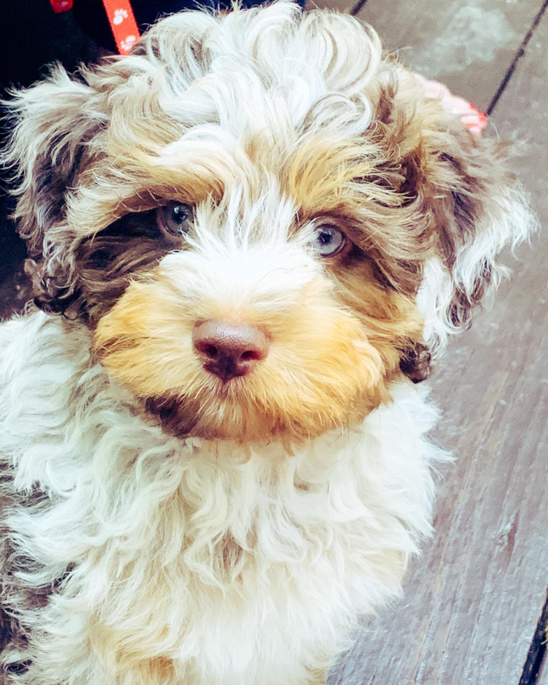 Encino Mini Aussiedoodle Pup