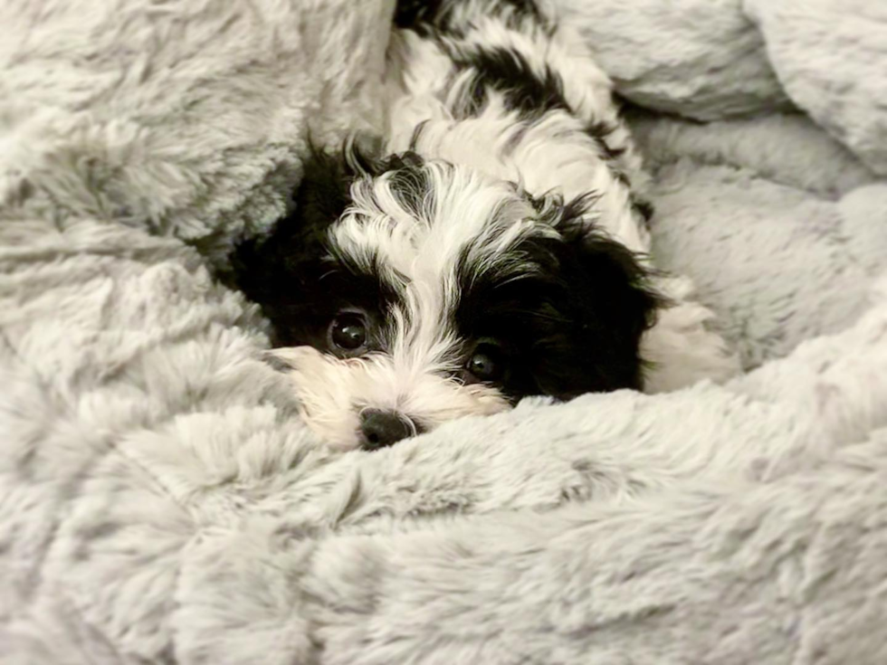 New York Havanese Pup