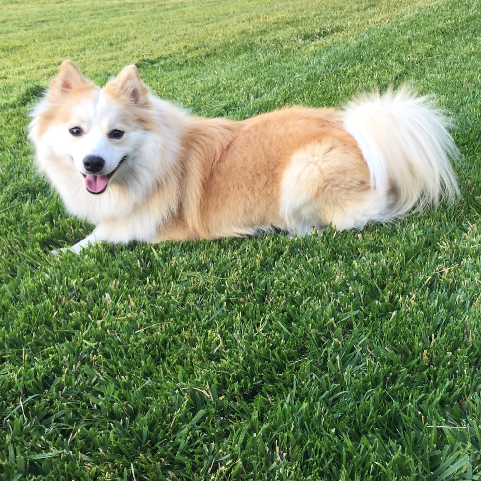 Small Pomsky Pup