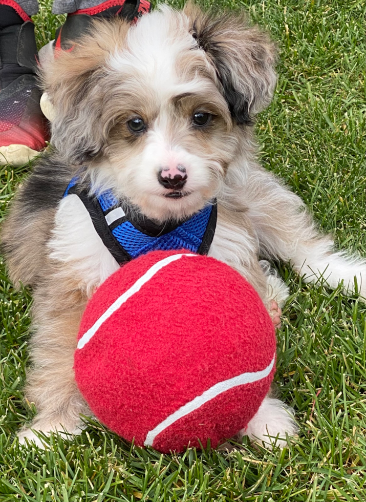 Westfield Mini Aussiedoodle Pup