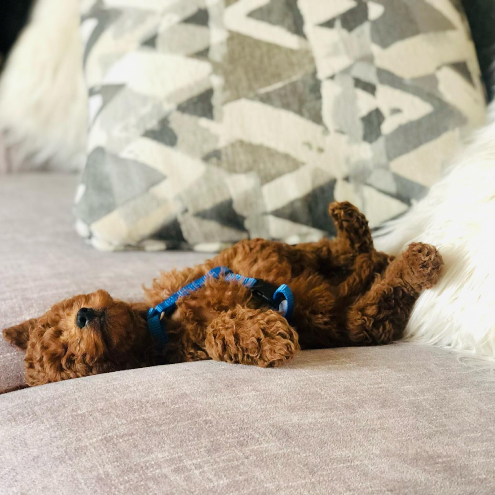 Popular Cockapoo Poodle Mix Pup