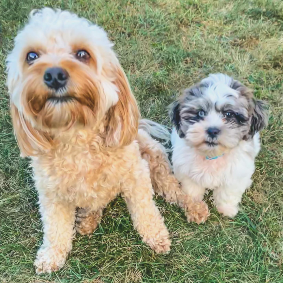 Avon Shih Poo Pup