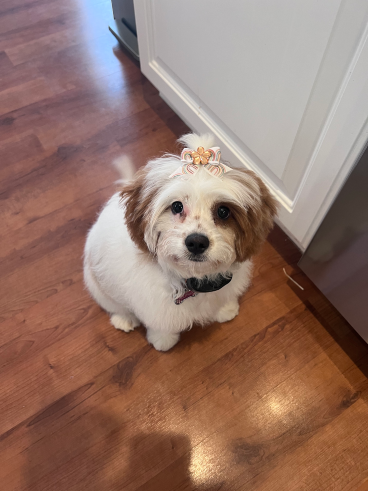 Cute Cavapoo Pup