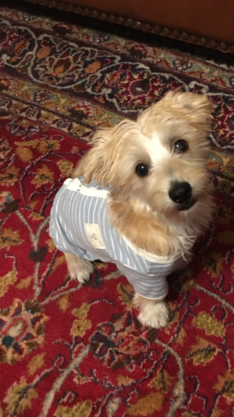 Morkie Pup Being Cute
