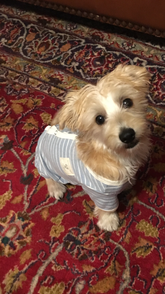 Funny Morkie Designer Pup