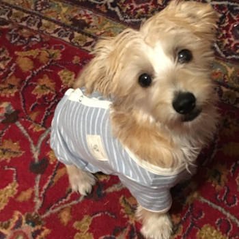 Funny Morkie Designer Pup